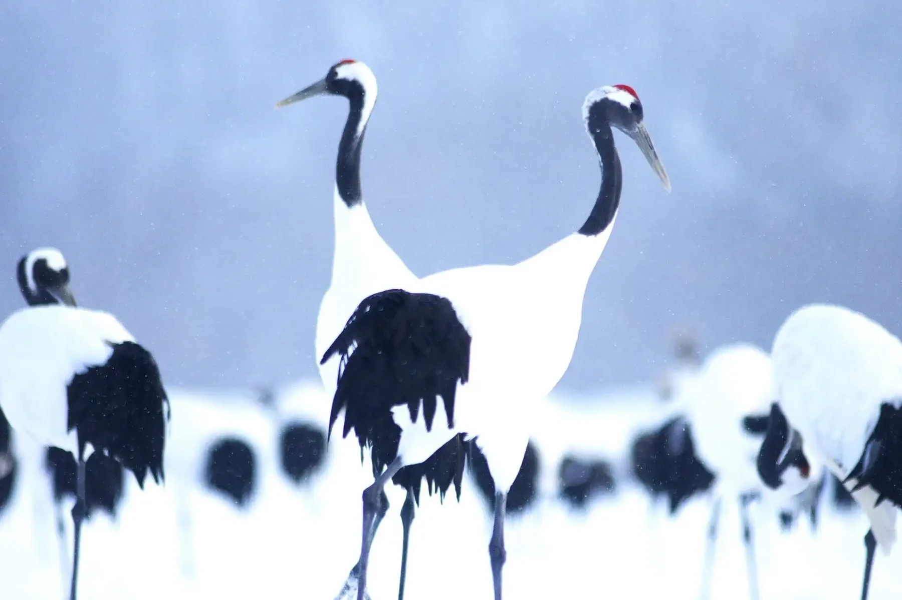 丹頂鶴の詩の内容と背景について解説しま?